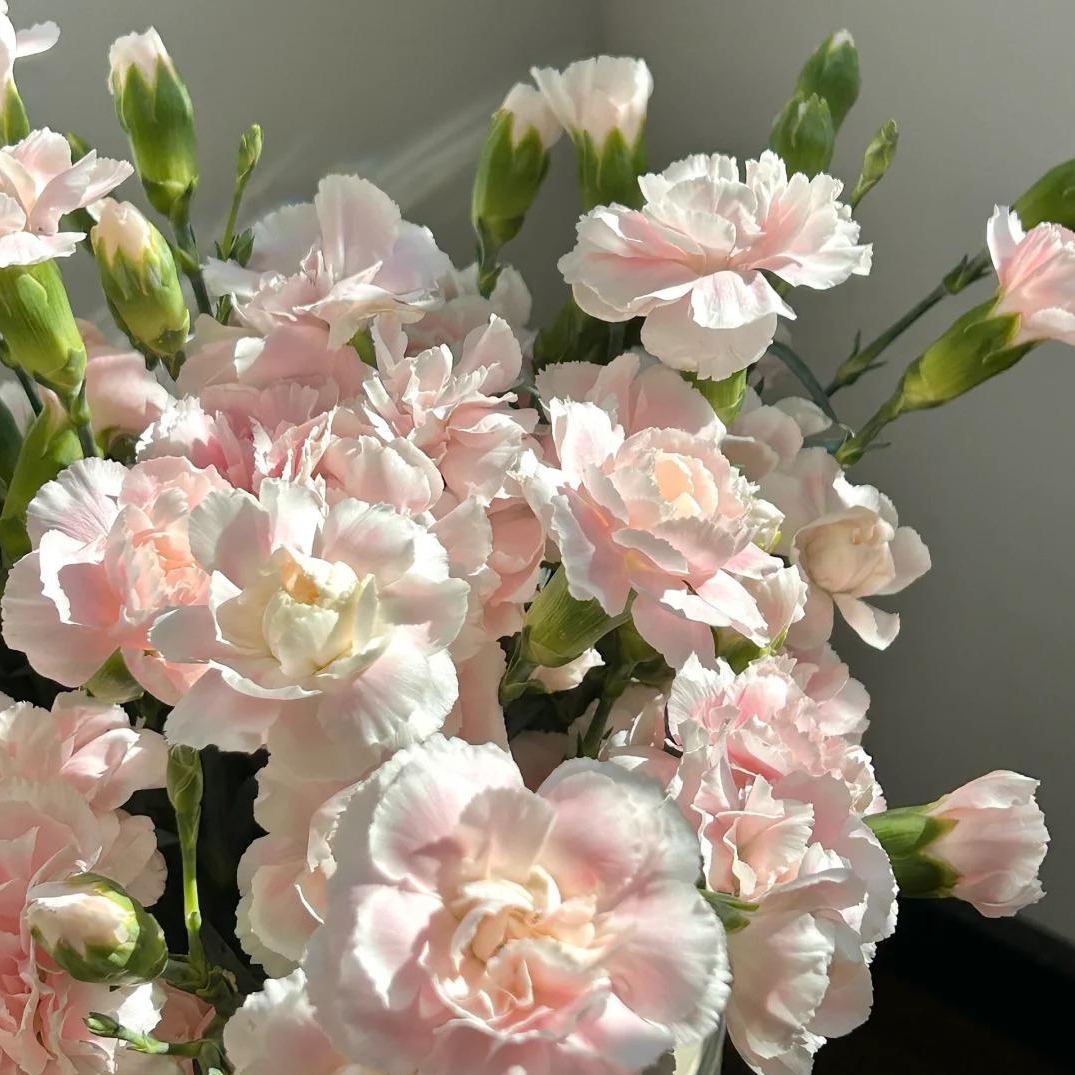 💐Dvojitý klinček — Viac rezu, viac kvitnutia