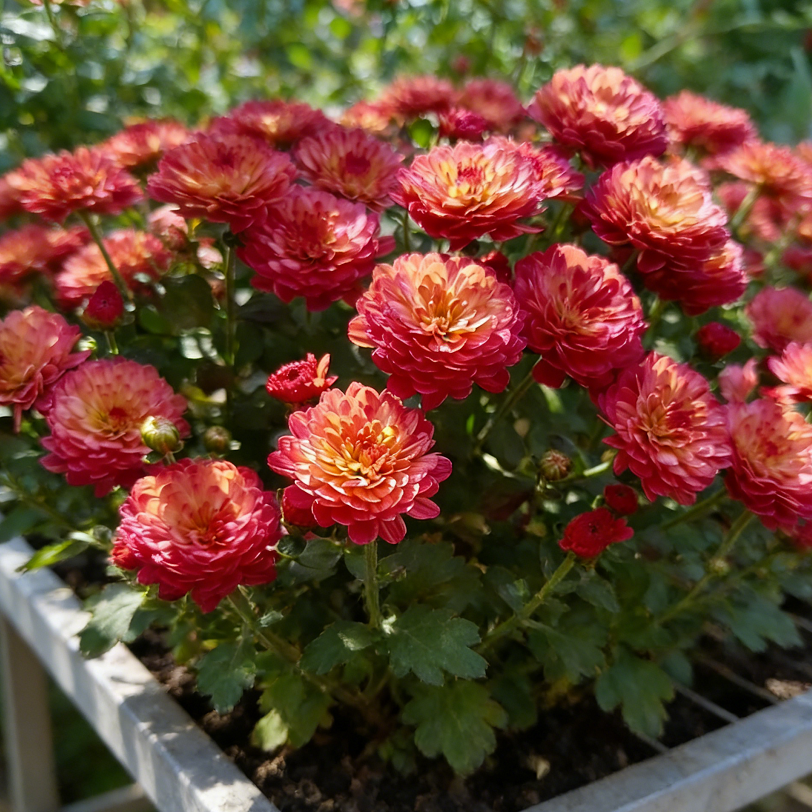 🌼Zmiešané farby semien chryzantém Multiflora