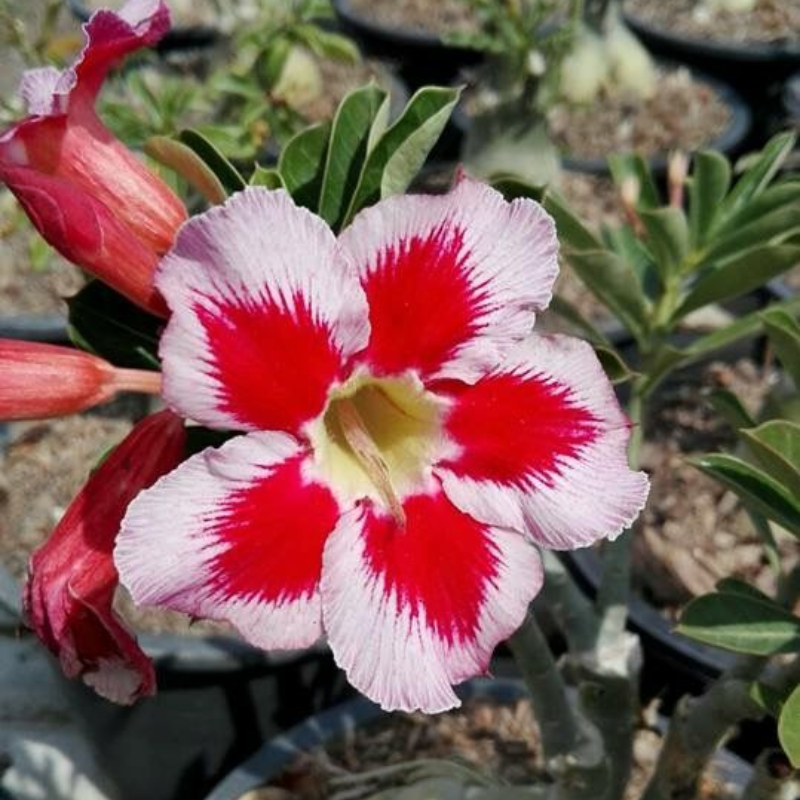🎁Semená púštnej ruže🌵Super jednoduché pestovanie! 🌸Cibuľky púštnej ruže