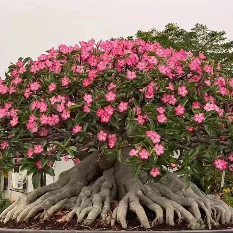 🎁Semená púštnej ruže🌵Super jednoduché pestovanie! 🌸Cibuľky púštnej ruže
