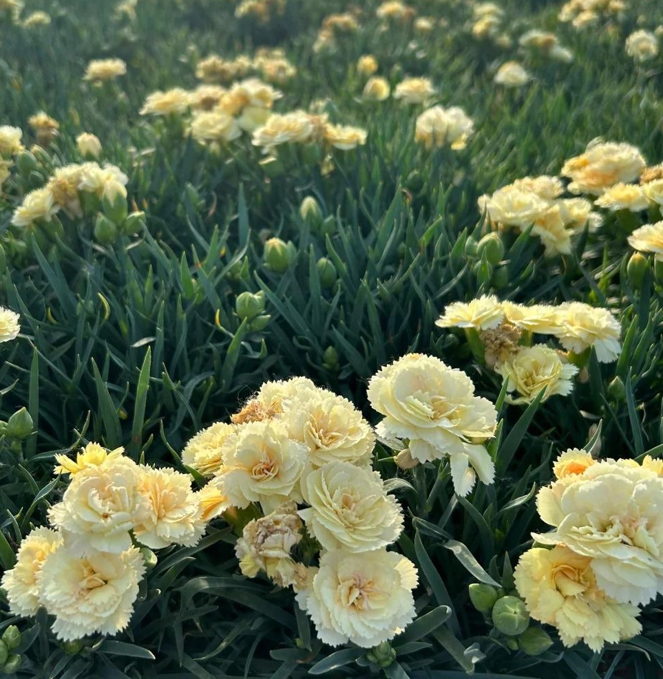 💐Dvojitý klinček — Viac rezu, viac kvitnutia