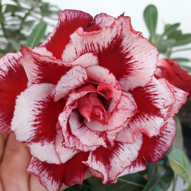🎁Semená púštnej ruže🌵Super jednoduché pestovanie! 🌸Cibuľky púštnej ruže