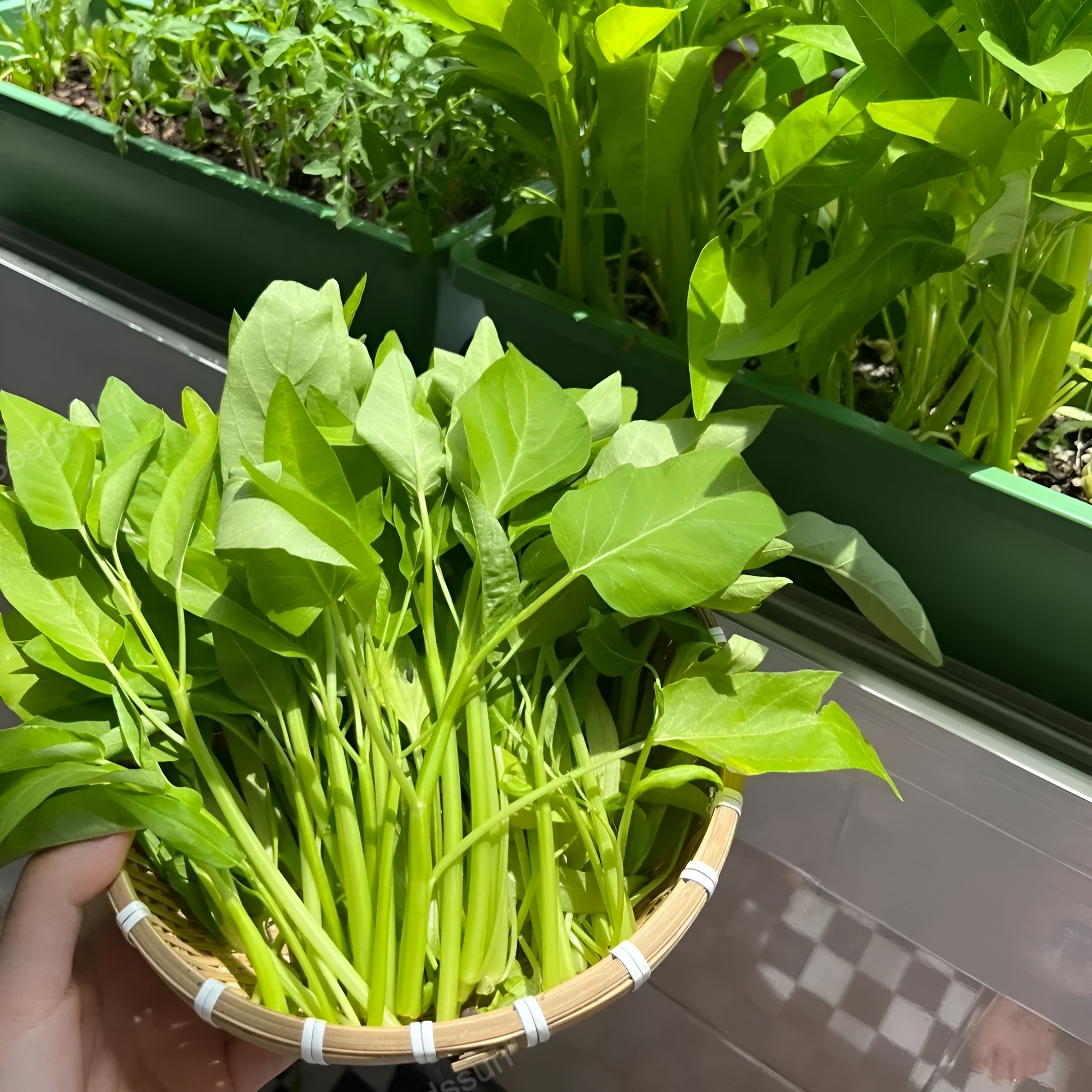 Fast Growing Triple Stem Water Spinach Seeds For Leafy Vegetable Gardens