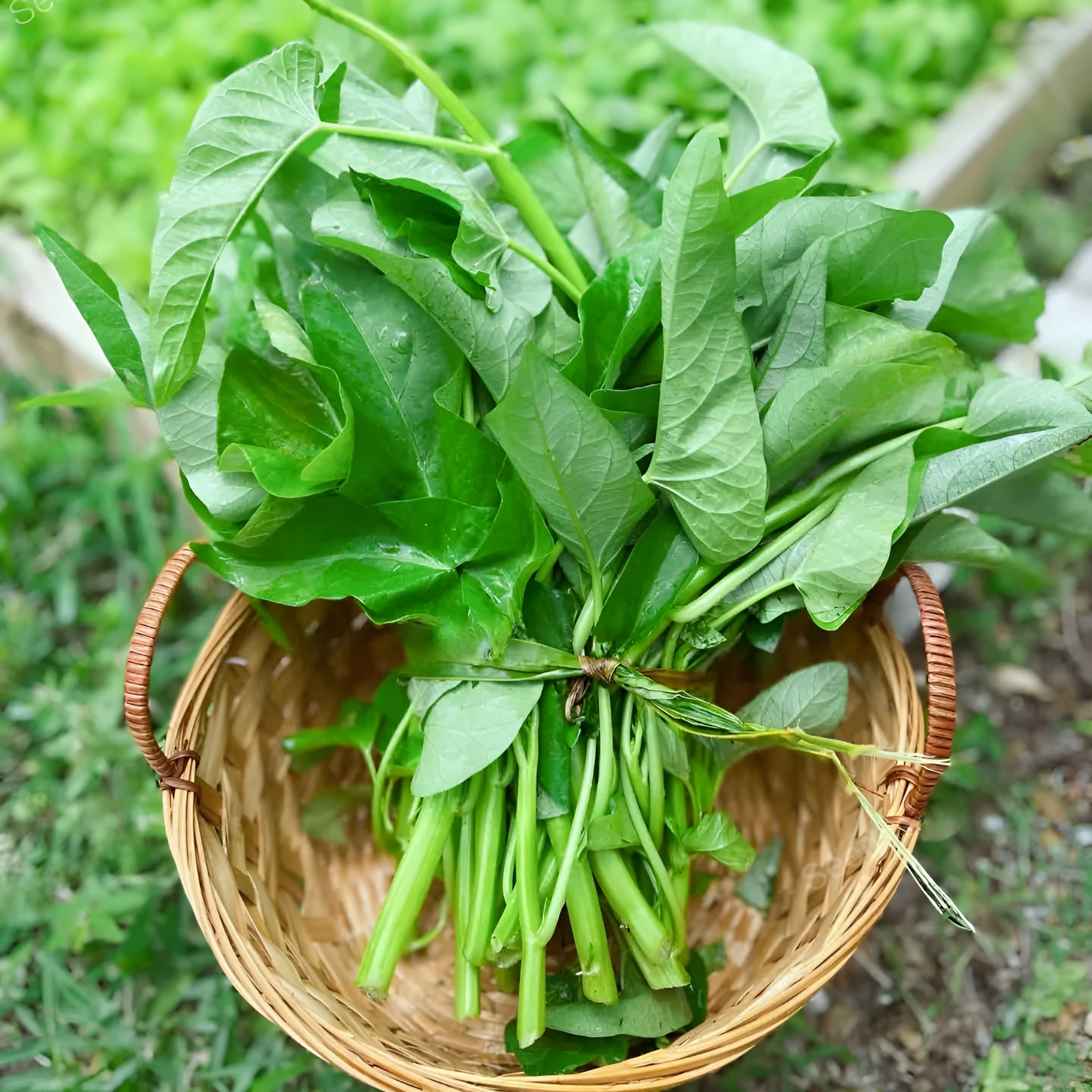 Fast Growing Triple Stem Water Spinach Seeds For Leafy Vegetable Gardens