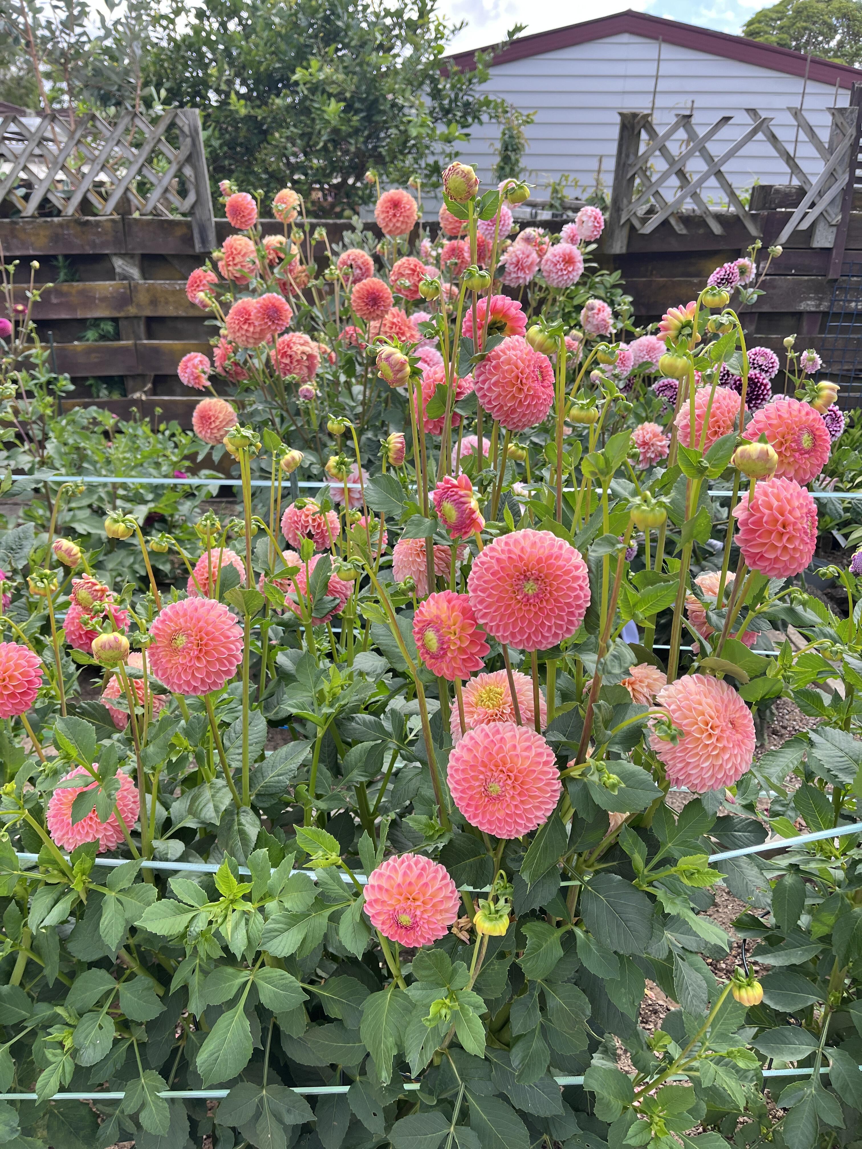 Zmes semien dahlia - dlhotrvajúca zmes