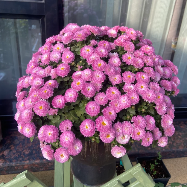 🌼Zmiešané farby semien chryzantém Multiflora