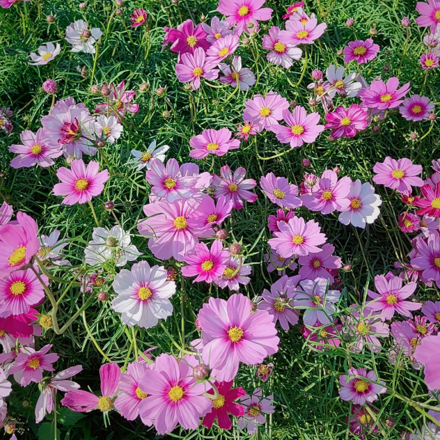 🌸Zmiešané farby semienok kozmosu – sloboda a nádej