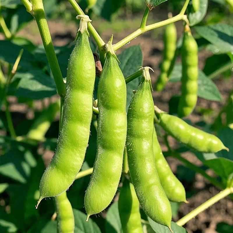 🌱ZÁHRADNÉ SEMIENKA EDAMAME🌿 VYSOKÝ VÝNOS · SLADKÉ A CHRUMKAVÉ