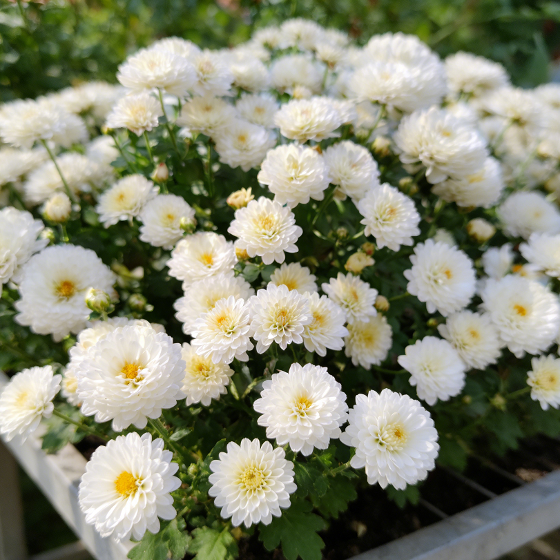 🌼Zmiešané farby semien chryzantém Multiflora