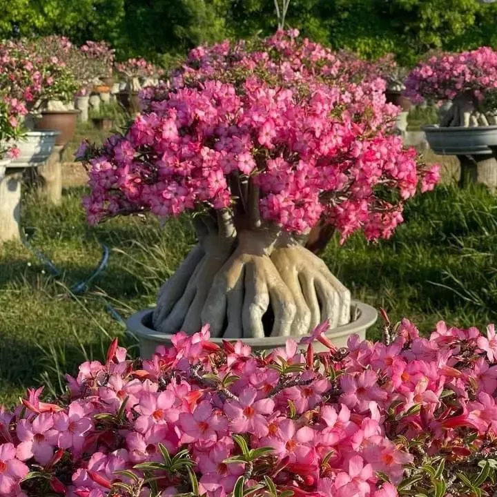 🎁Semená púštnej ruže🌵Super jednoduché pestovanie! 🌸Cibuľky púštnej ruže