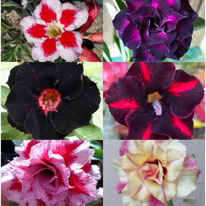 🎁Semená púštnej ruže🌵Super jednoduché pestovanie! 🌸Cibuľky púštnej ruže