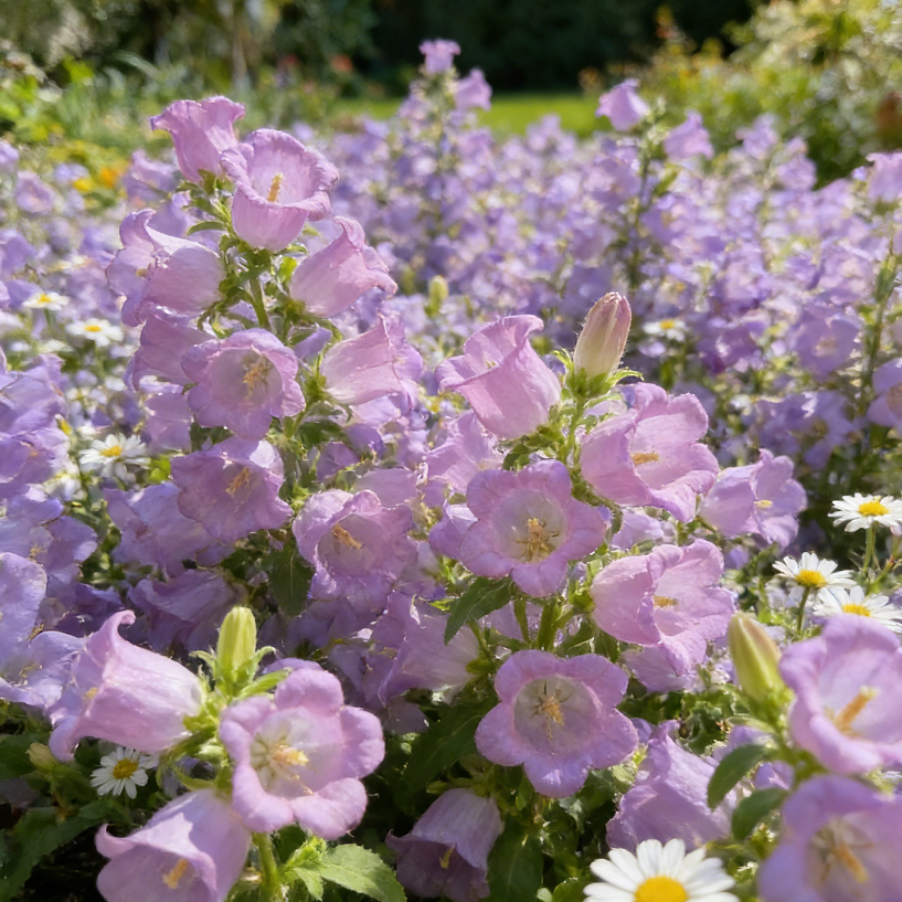 🌺Semená Canterbury Bells