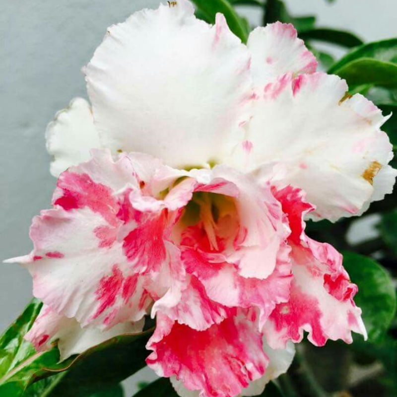 🎁Semená púštnej ruže🌵Super jednoduché pestovanie! 🌸Cibuľky púštnej ruže