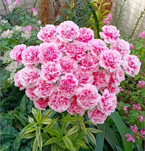 💐Dvojitý klinček — Viac rezu, viac kvitnutia