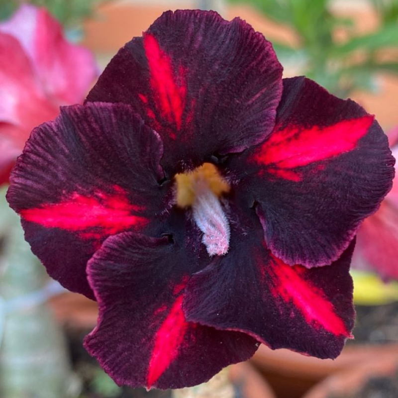 🎁Semená púštnej ruže🌵Super jednoduché pestovanie! 🌸Cibuľky púštnej ruže