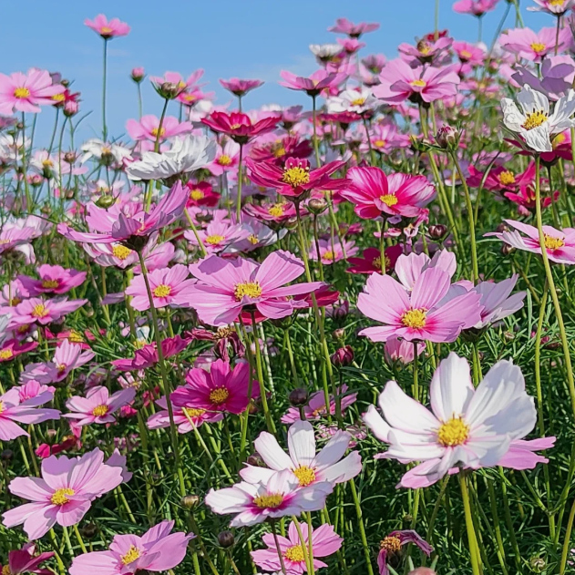 🌸Zmiešané farby semienok kozmosu – sloboda a nádej