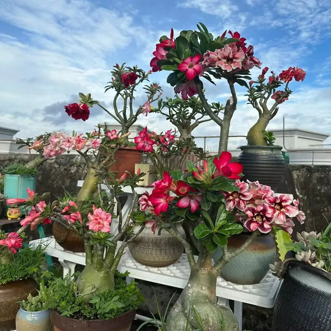 🎁Semená púštnej ruže🌵Super jednoduché pestovanie! 🌸Cibuľky púštnej ruže