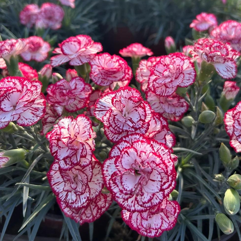 💐Dvojitý klinček — Viac rezu, viac kvitnutia
