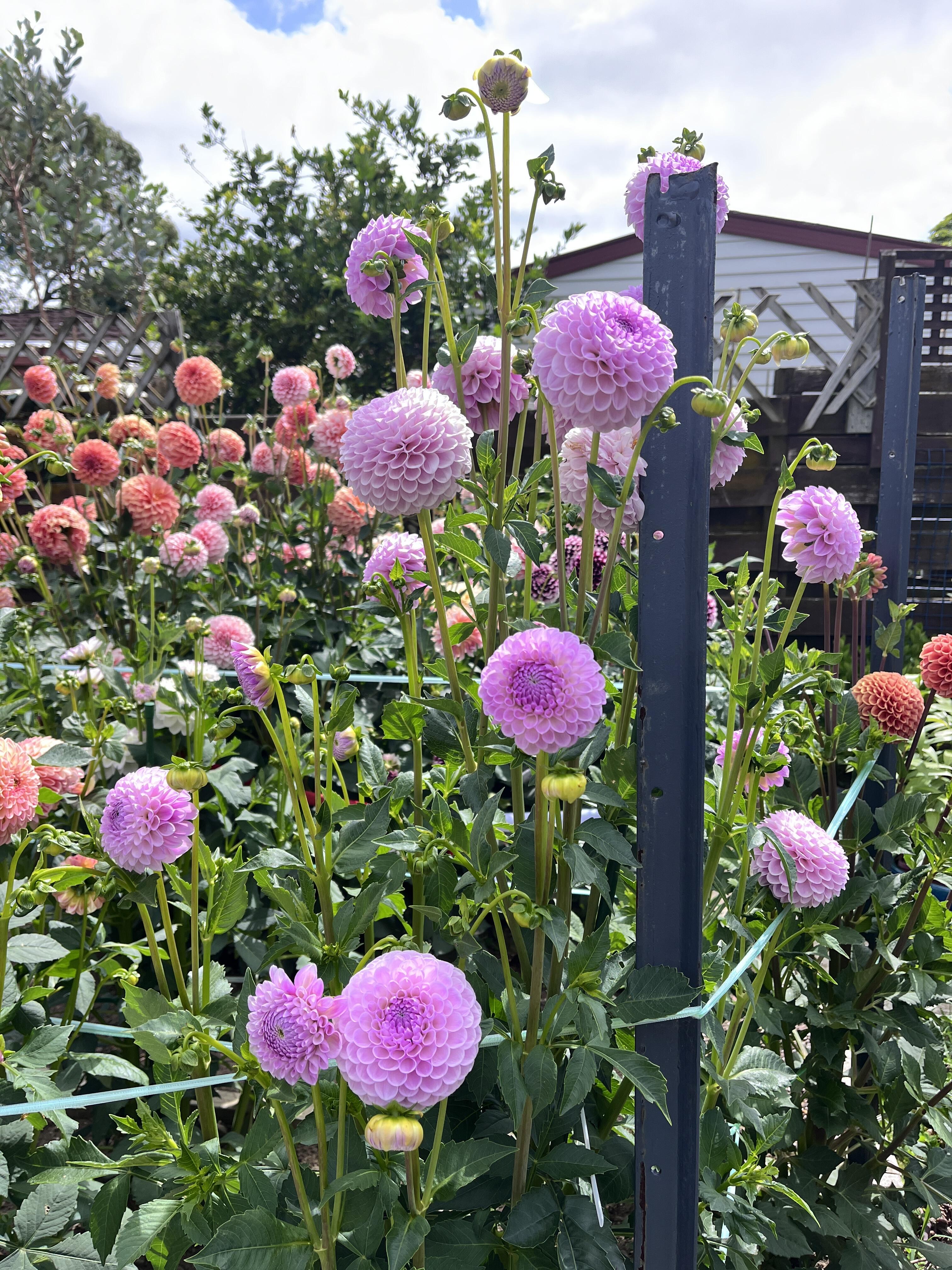 Zmes semien dahlia - dlhotrvajúca zmes