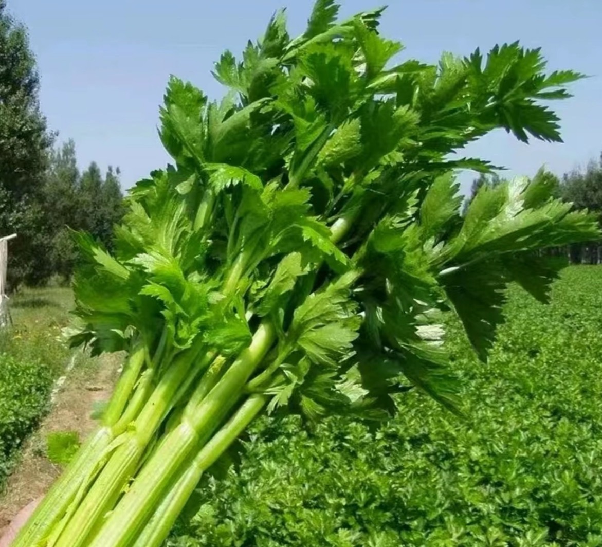 🥬 Zeler & Petržlen – Svieže, Chrumkavé a Aromatické Semená, Ktoré Môžete Pestovať Celoročne!