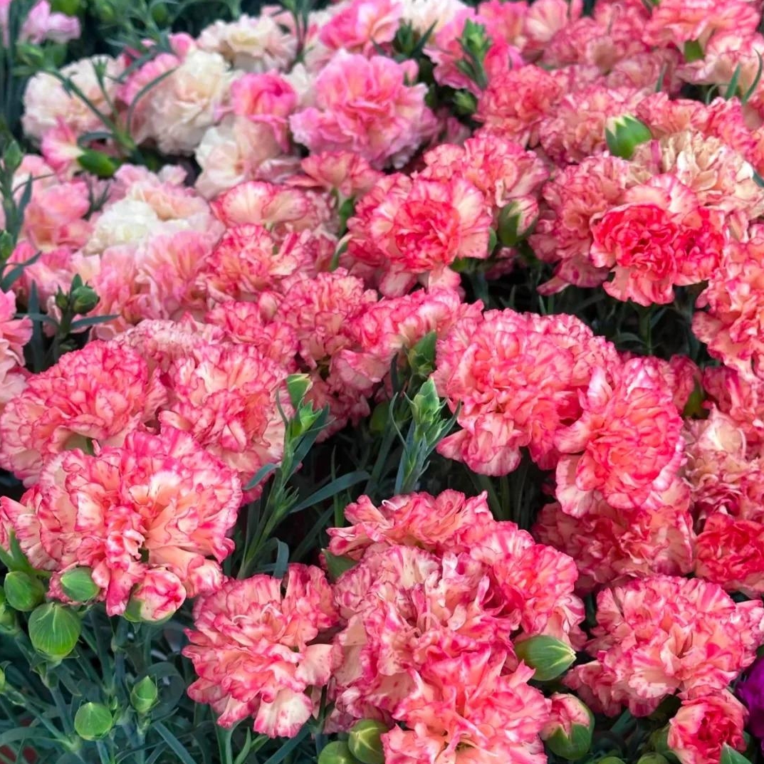 💐Dvojitý klinček — Viac rezu, viac kvitnutia