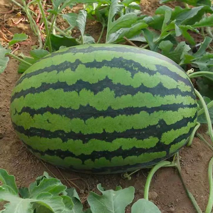 Semená melónu bonsai 🍉Semená melónu lenivých rastlín