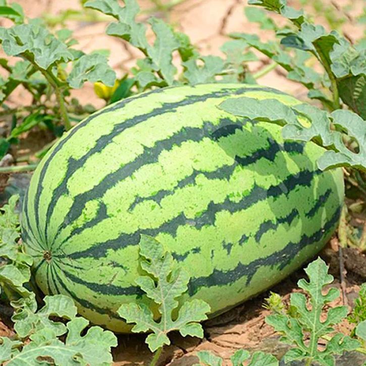 Semená melónu bonsai 🍉Semená melónu lenivých rastlín