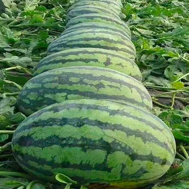 Semená melónu bonsai 🍉Semená melónu lenivých rastlín
