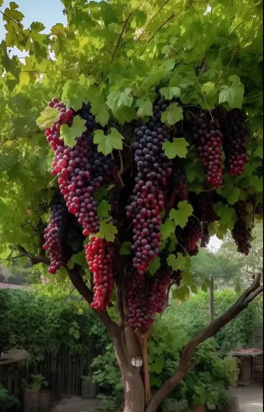 🌿Гигантски семена от гроздово дърво: тънко корени, големи и без семки🍇