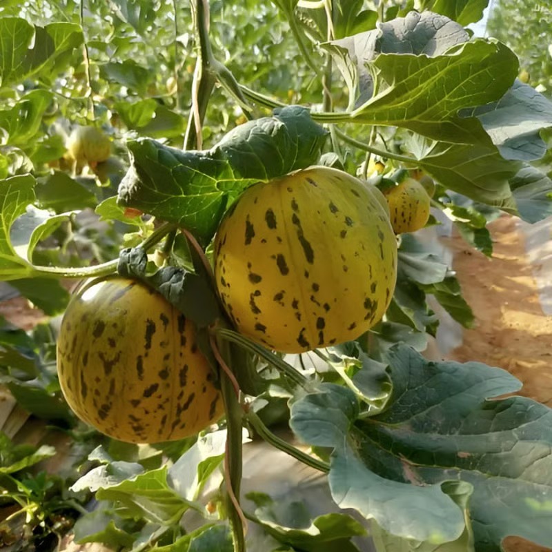 🍈VONNÉ SEMIENKA BALIJSKÉHO MELÓNU - SUPER SLADKÉ OVOCNÉ SEMIENKA NA SIATIE VO VŠETKÝCH ROZSACH✨