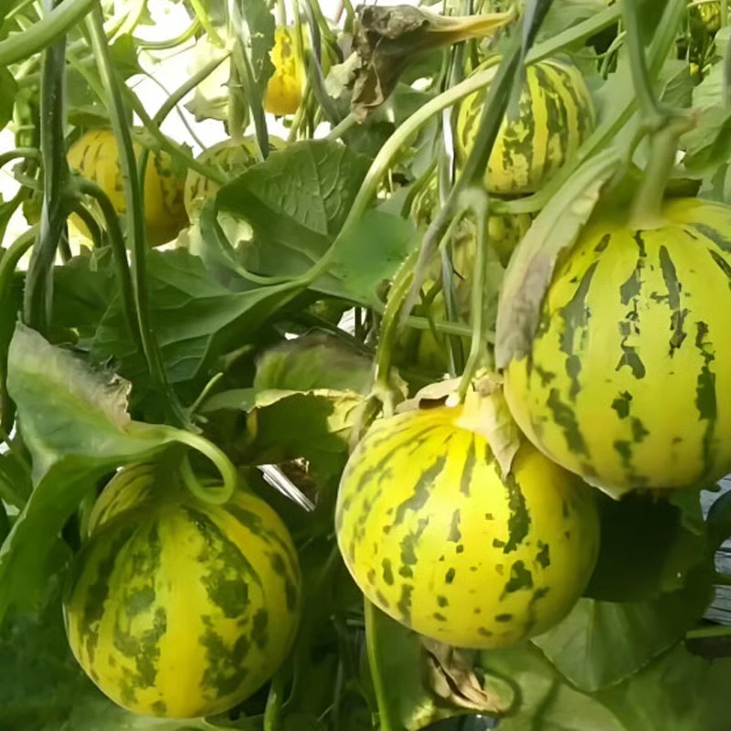 🍈VONNÉ SEMIENKA BALIJSKÉHO MELÓNU - SUPER SLADKÉ OVOCNÉ SEMIENKA NA SIATIE VO VŠETKÝCH ROZSACH✨