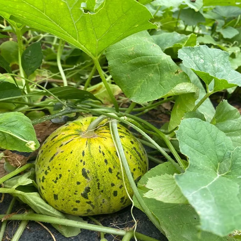 🍈VONNÉ SEMIENKA BALIJSKÉHO MELÓNU - SUPER SLADKÉ OVOCNÉ SEMIENKA NA SIATIE VO VŠETKÝCH ROZSACH✨
