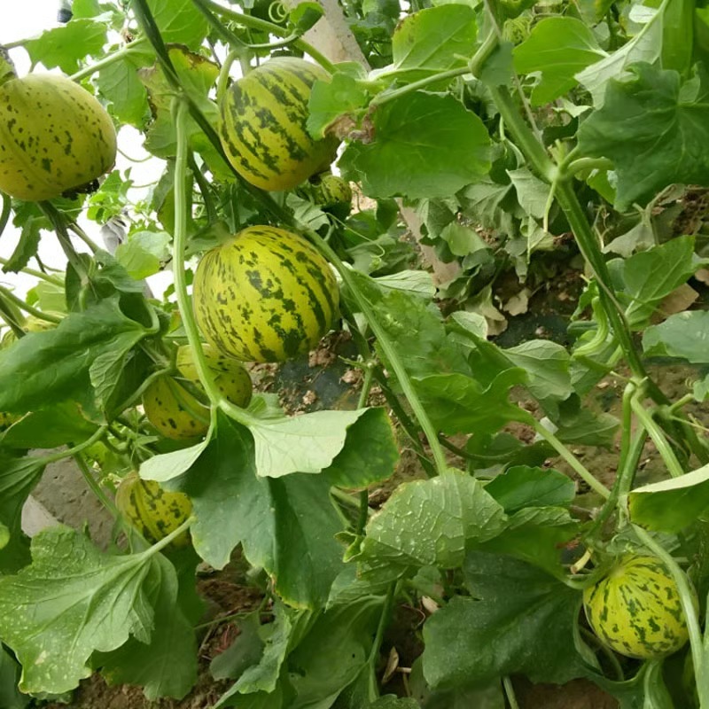 🍈VONNÉ SEMIENKA BALIJSKÉHO MELÓNU - SUPER SLADKÉ OVOCNÉ SEMIENKA NA SIATIE VO VŠETKÝCH ROZSACH✨