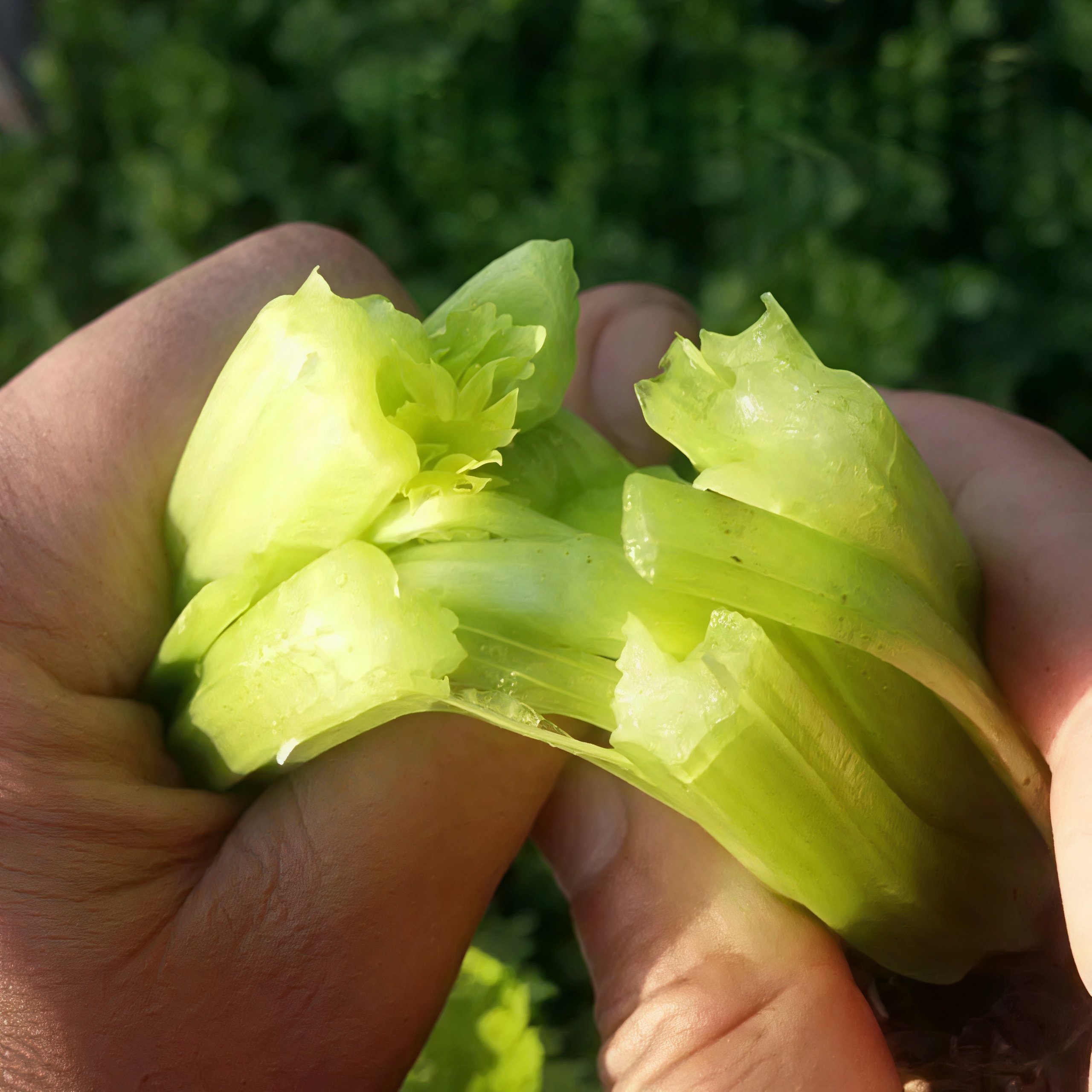 🥬 Zeler & Petržlen – Svieže, Chrumkavé a Aromatické Semená, Ktoré Môžete Pestovať Celoročne!