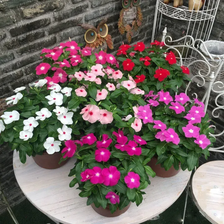 Mix semien Vinca