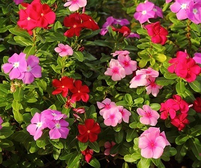 Mix semien Vinca