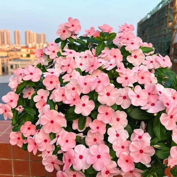 Mix semien Vinca