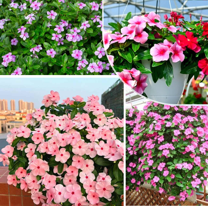 Mix semien Vinca