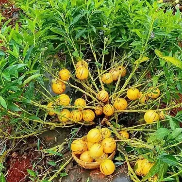 🌿 Semená plodu ženšenu – jednoduché pestovanie 🌱