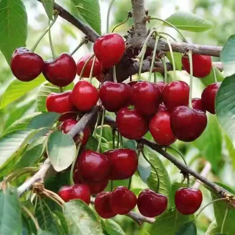 🌟 Obrovské sladké semená čerešní – vypestujte si doma obrovské, šťavnaté čerešne plné chuti! 🍒✨