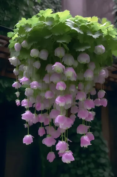🌸 Elegantná previsnutá okrasná jabloň – romantická krása pre vašu záhradu 🌿