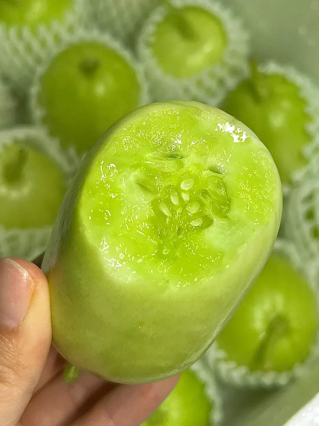 🌱 Semená uhorky odolnej voči chladu s vysokou úrodou 🥒