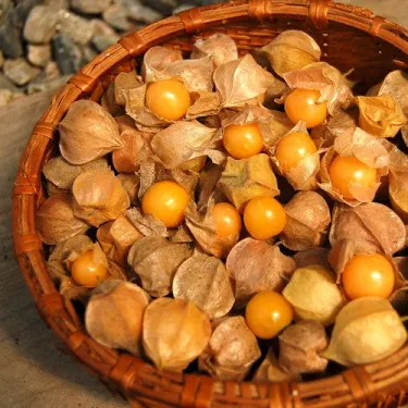 🌟 Semena Mochyně Peruánské (Physalis peruviana) – exotické zlaté bobule 🍊