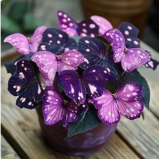 🌺 Motýlia begónia – kvety, ktoré tancujú ako motýle 🦋