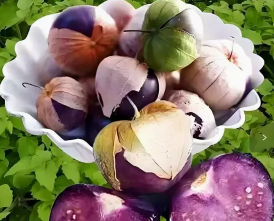 🌟 Semena Mochyně Peruánské (Physalis peruviana) – exotické zlaté bobule 🍊