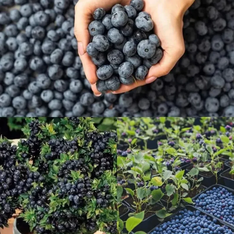 💙 Prémiové semienka obrej čučoriedky – sladké, šťavnaté a extra veľké plody! 💙