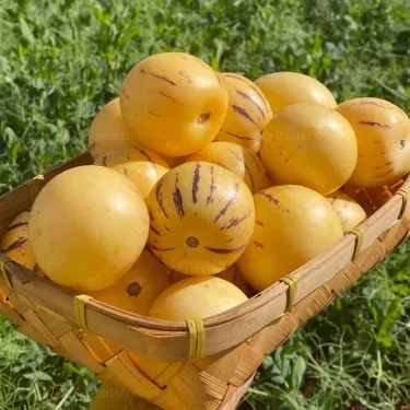 🌿 Semená plodu ženšenu – jednoduché pestovanie 🌱