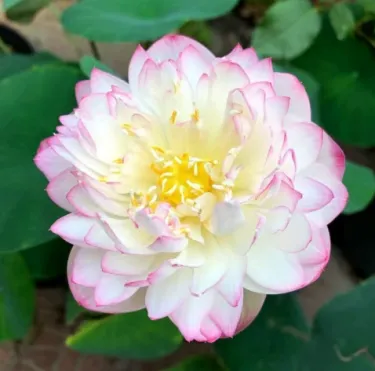 🌺 Ľahko pestovateľné semienka lekna (lotosu), vhodné na výsadbu v akomkoľvek ročnom období 🌿