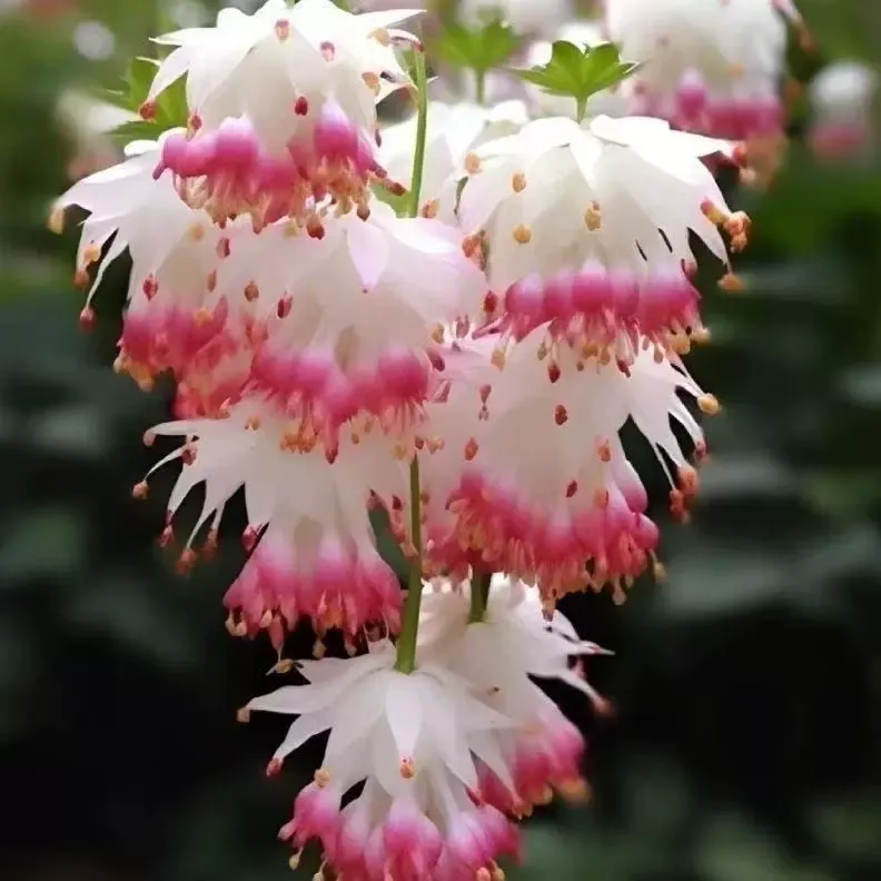 🌸 Elegantná previsnutá okrasná jabloň – romantická krása pre vašu záhradu 🌿