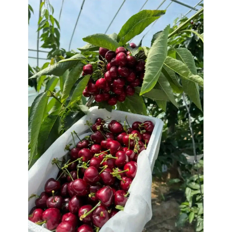 🌟 Obrovské sladké semená čerešní – vypestujte si doma obrovské, šťavnaté čerešne plné chuti! 🍒✨